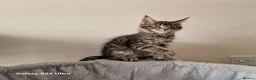 Maine Coon cats for sale: Licensed breeder-maine coon kittens - Advert 17