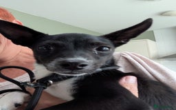 Mixed Breed dogs for sale: Italian Greyhound / Min Pin Mix - 1 Year Old Boy - Image 5