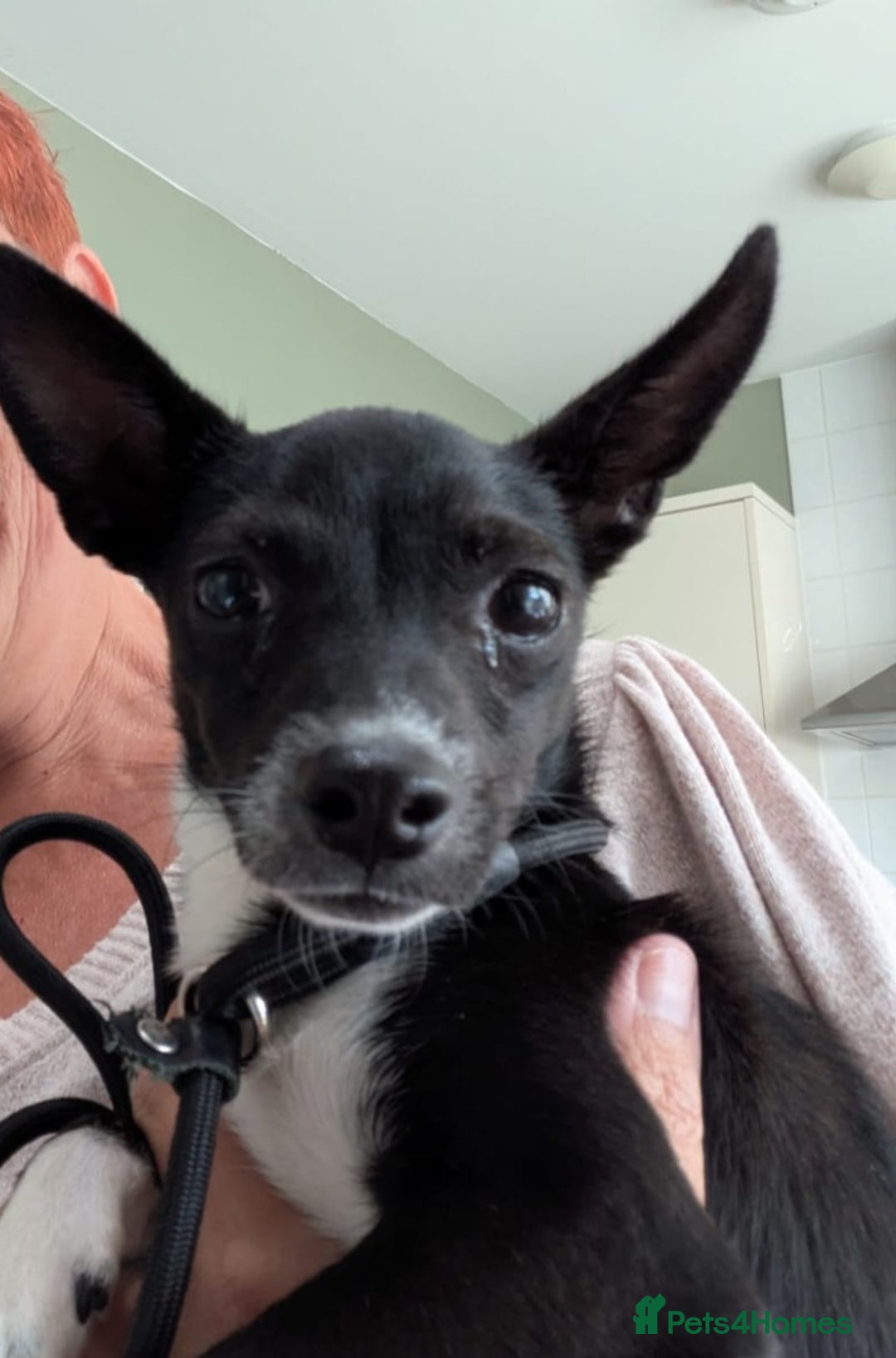 Mixed Breed dogs for sale: Italian Greyhound / Min Pin Mix - 1 Year Old Boy - Image 5
