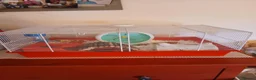 Hamster rodents for sale: Dwarf winter white hamsters - Advert 6