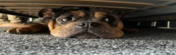American Bully dogs for sale: 5 year old pocket bully - Advert 1