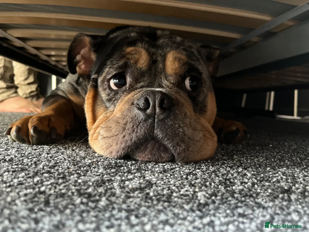American Bully dogs for sale: 5 year old pocket bully - Advert 1