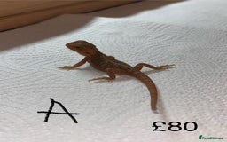 Bearded Dragon reptiles for sale: Various Baby Bearded Dragons For Sale - Advert 3