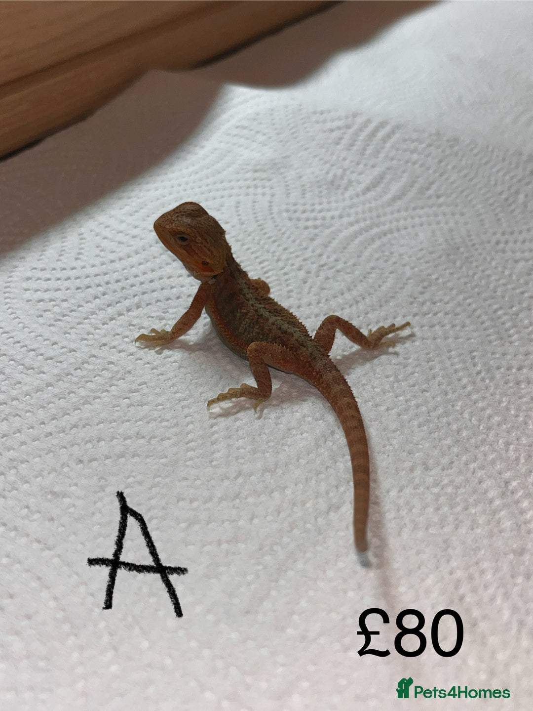 Bearded Dragon reptiles for sale: Various Baby Bearded Dragons For Sale - Advert 3