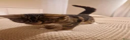 Mixed Breed cats for sale: Luna - 6 months old kitten  - Advert 5