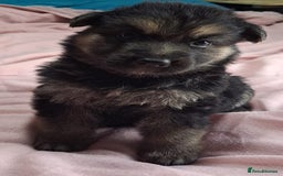 German Shepherd dogs for sale: German shepherd puppies 2boys/2girs  - Image 2
