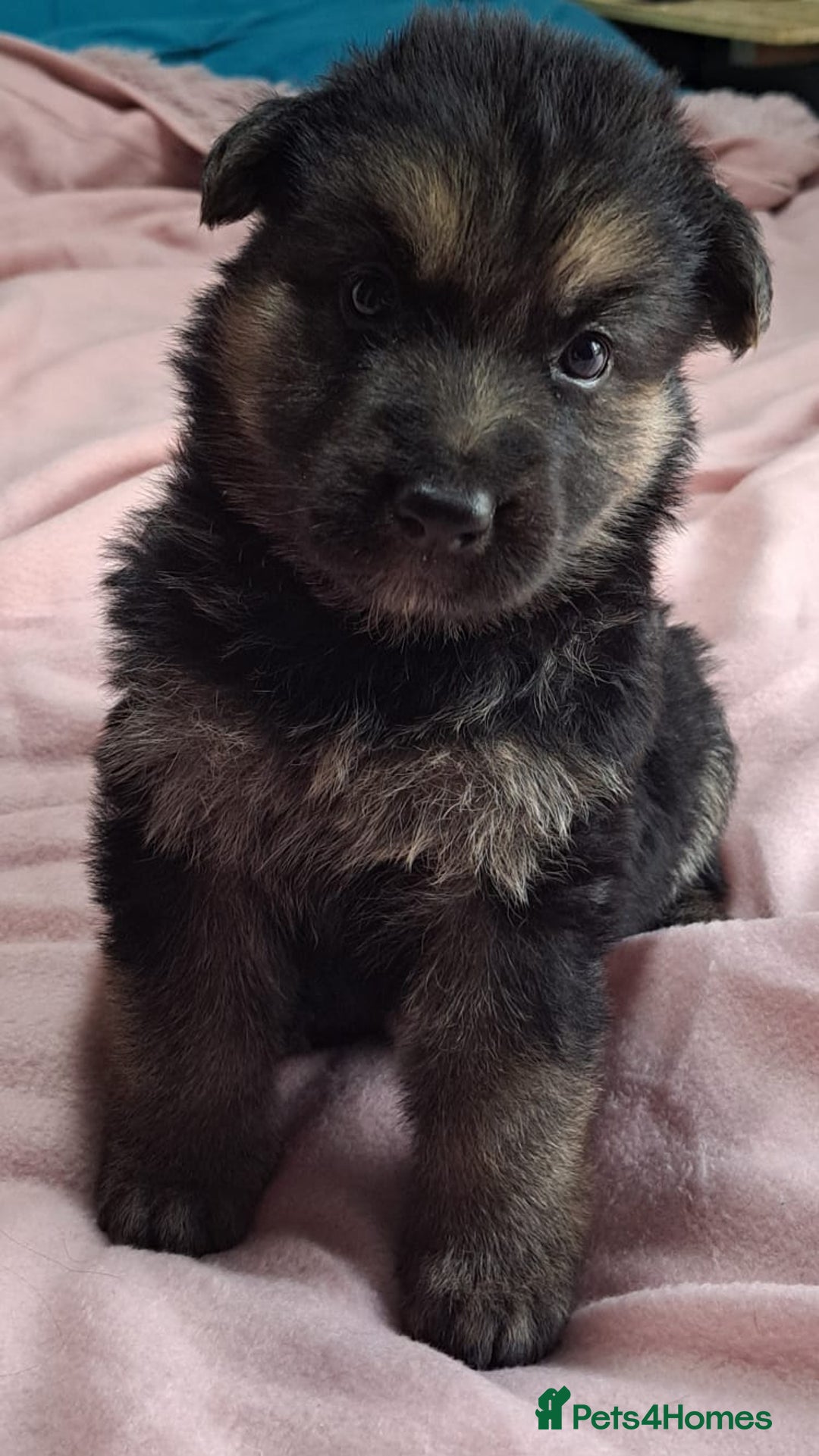 German Shepherd dogs for sale: German shepherd puppies 2boys/2girs  - Image 2