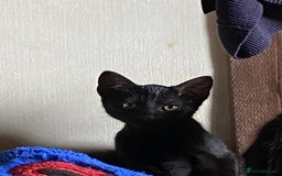 Mixed Breed cats for sale: 3 black kittens for sale  - Image 2