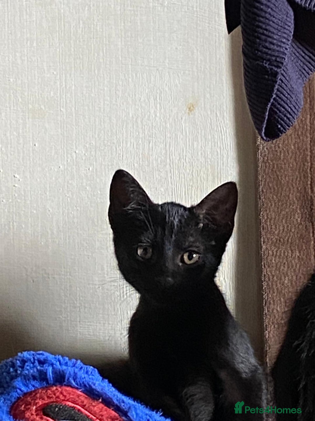 Mixed Breed cats for sale: 3 black kittens for sale  - Image 2