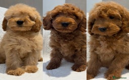 Cockapoo dogs for sale: LICENSED BREEDER quality health tested cockapoos  - Image 1