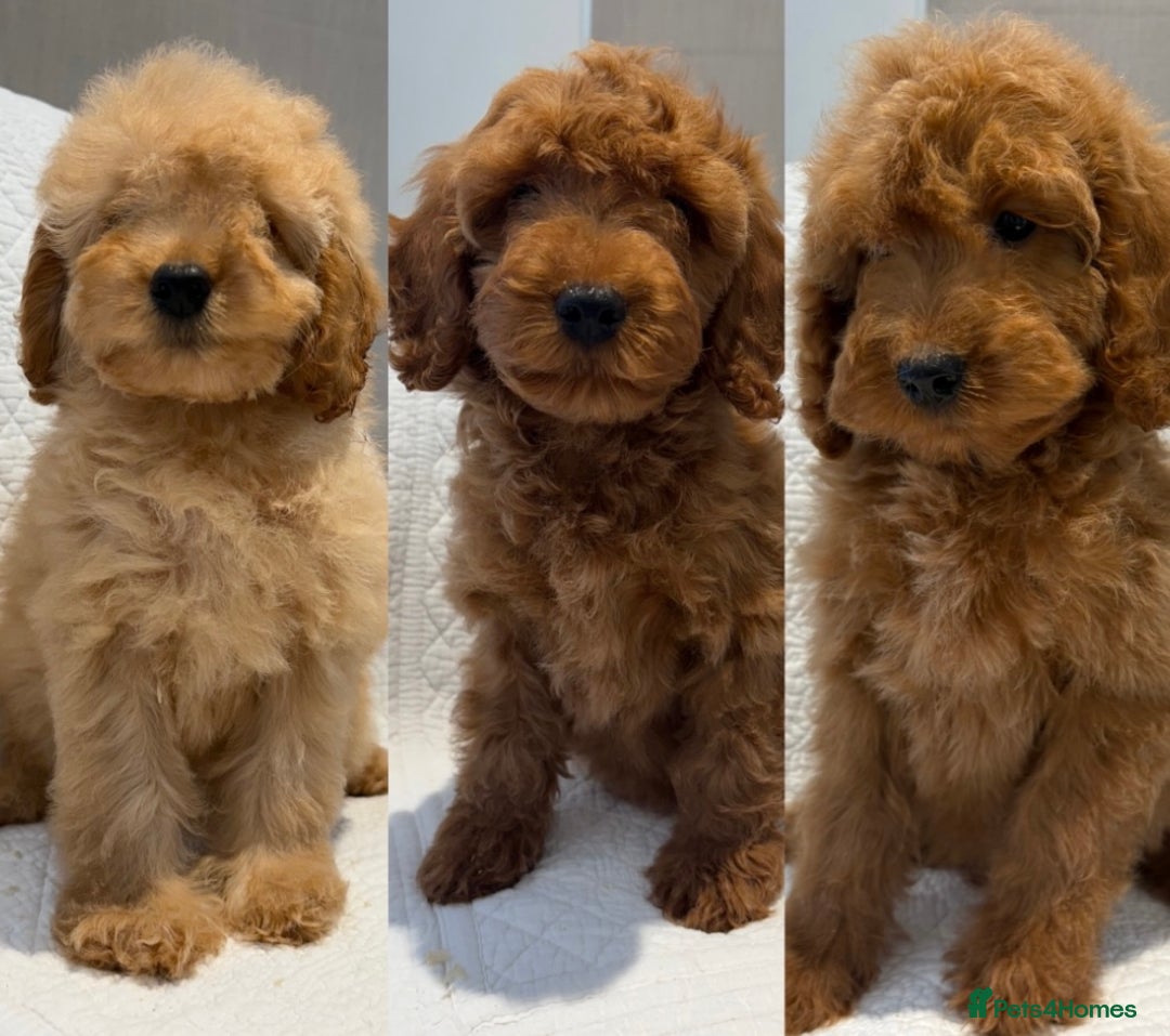Cockapoo dogs for sale: LICENSED BREEDER quality health tested cockapoos  - Image 1