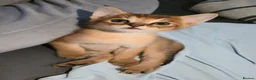 Chausie cats for sale: CHAUSIE F6  - Advert 4