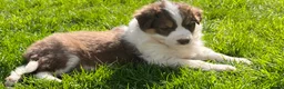 Border Collie dogs for sale: Beautiful Chocolate Tri & Lilac Tri  - Advert 8