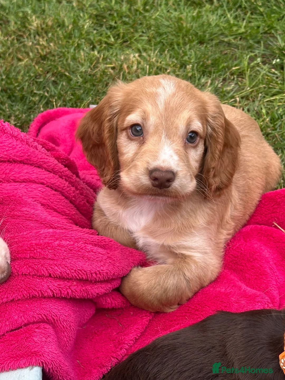 Sprocker dogs for sale: working sprocker spaniel puppies 2 left  - Advert 24