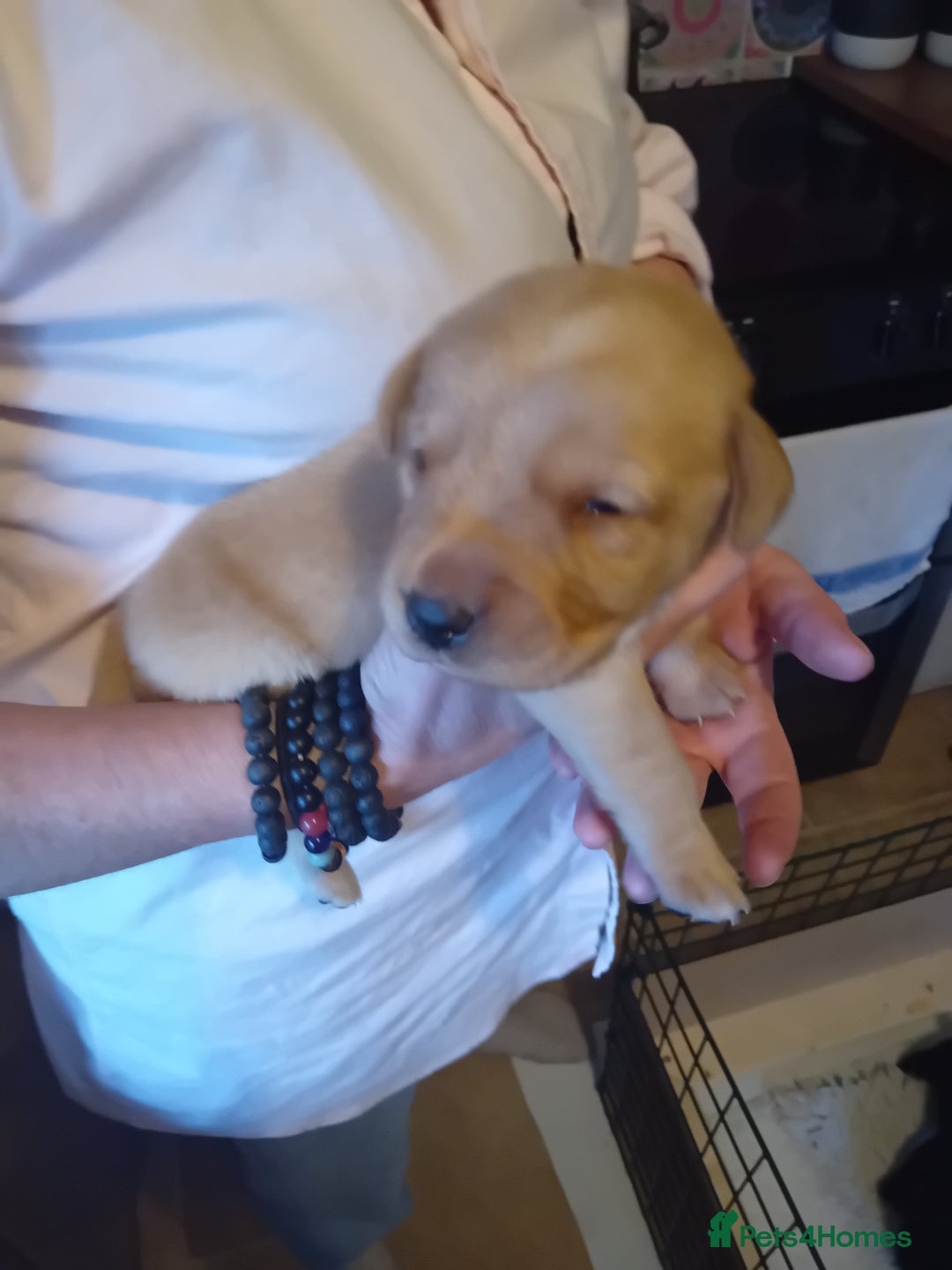 Labrador Retriever dogs for sale: Beautiful litter of labradors  - Image 7