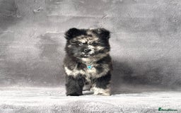 Siberian Husky dogs for sale: Stunning exotic colour chowsky puppies for sale - Image 10