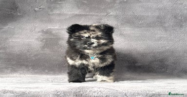 Siberian Husky dogs - Advert 4