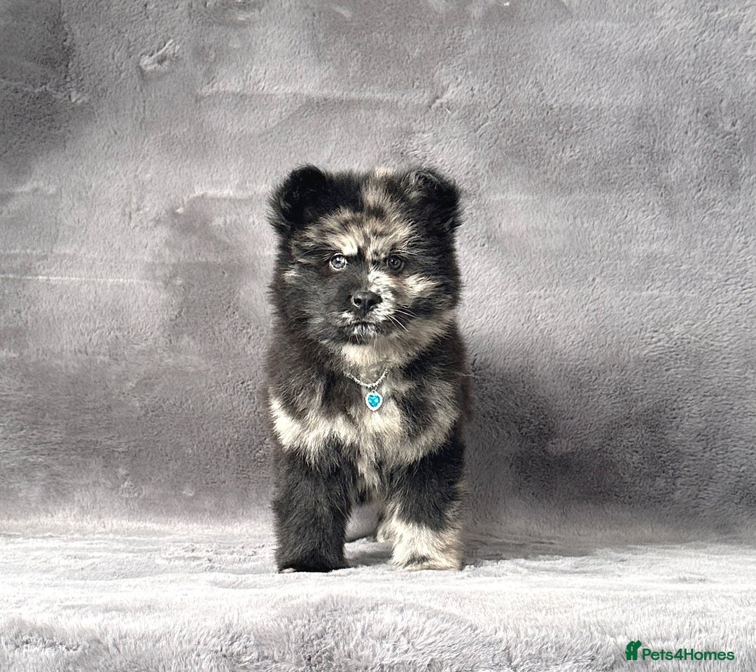 Siberian Husky dogs for sale: Stunning exotic colour chowsky puppies for sale - Image 10