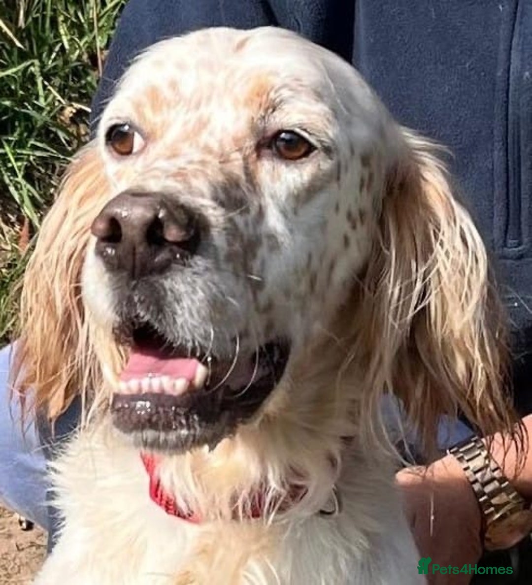 English Setter dogs for adoption: Lar   - Image 2