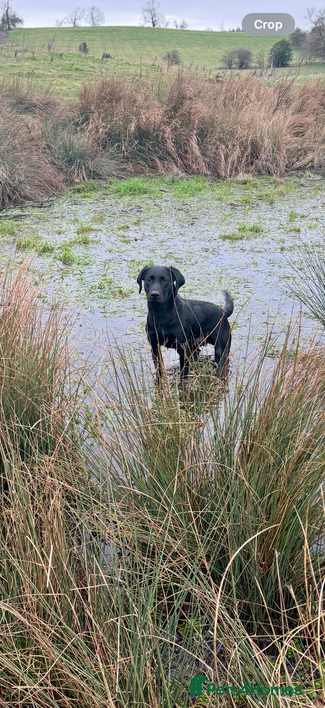 Labrador Retriever dogs for stud: Working KC reg proven black lab  - Advert 4