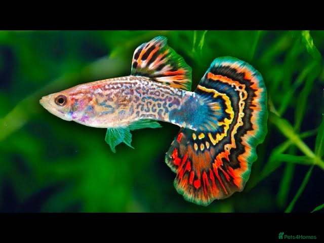 Live Bearers fish Wanted guppies and mollys  - Advert 1