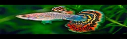 Live Bearers fish for sale: Wanted guppies and mollys  - Advert 1