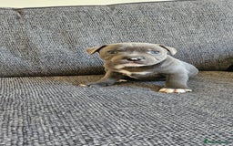 Staffordshire Bull Terrier dogs for sale: Blue&white and white&blue staffie pups - Image 14