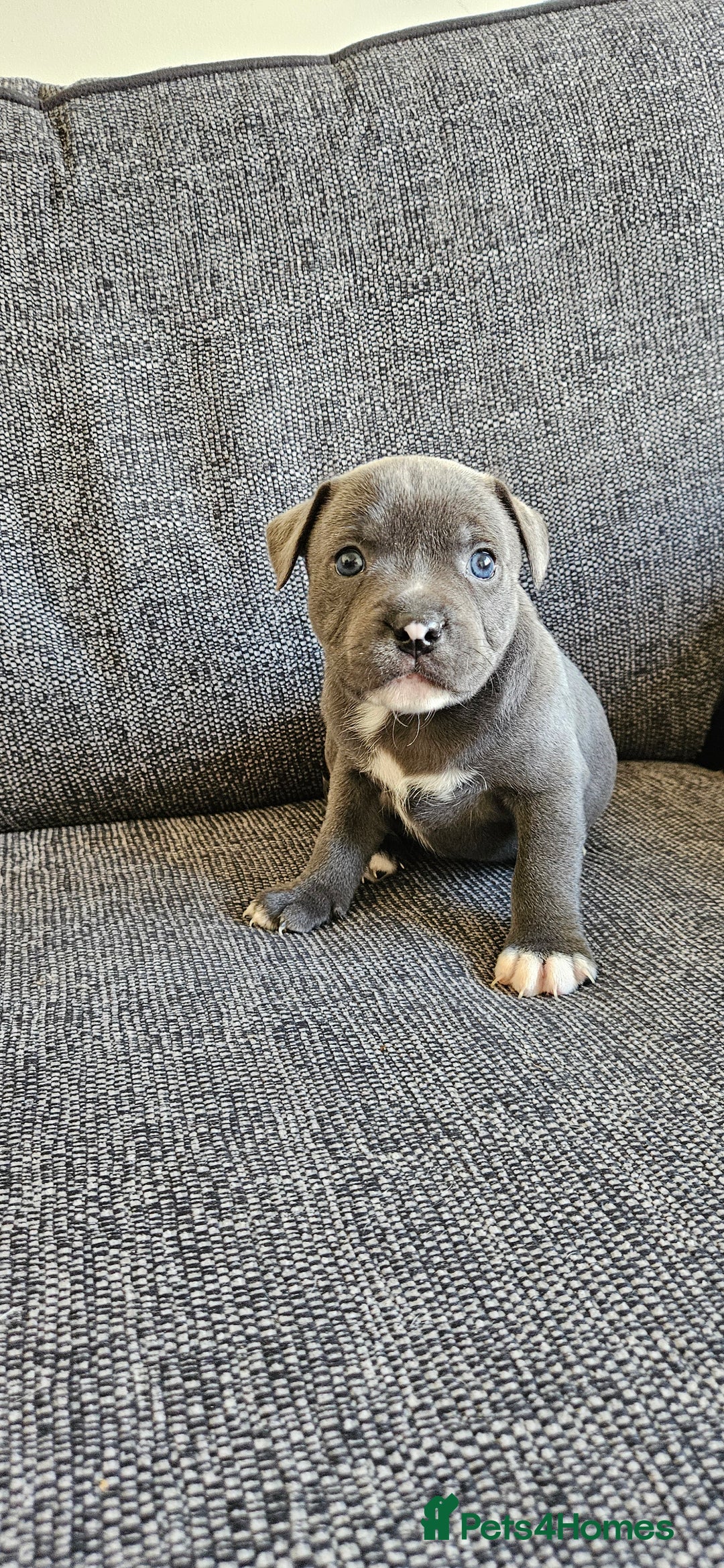 Staffordshire Bull Terrier dogs for sale: Blue&white and white&blue staffie pups - Image 14