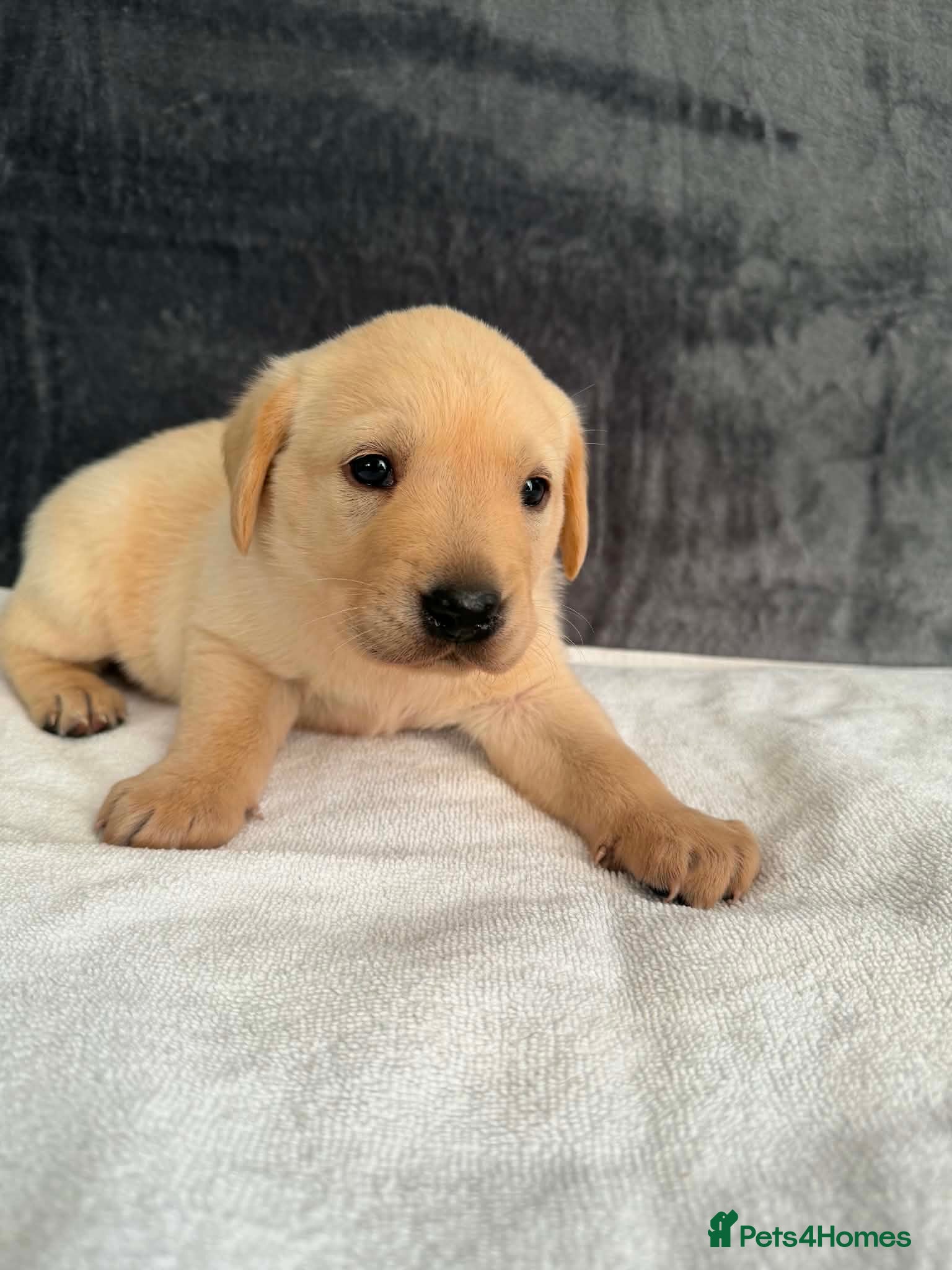 Labrador Retriever dogs Kc beautiful Puppies  - Advert 2