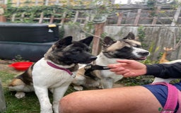 Akita dogs for sale: Beautiful American Akita Puppies  - Advert 3