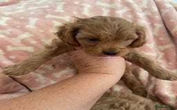 Cavapoo dogs for sale: Cavapoos puppies - Image 8