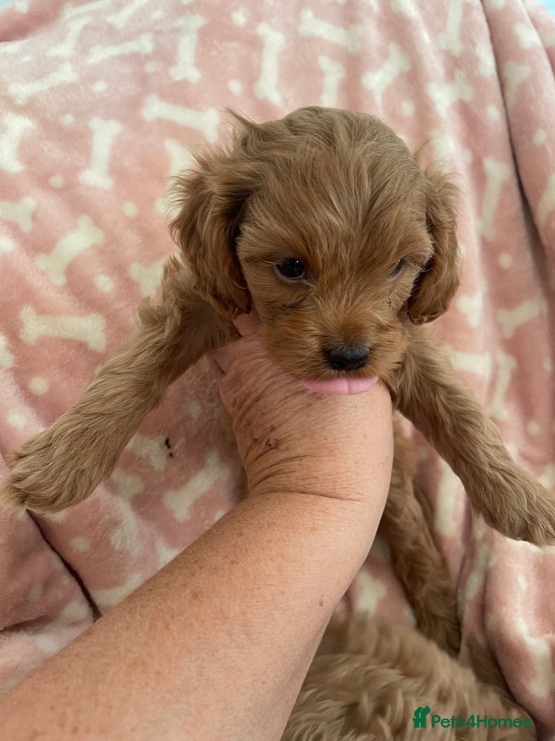 Cavapoo dogs for sale: Cavapoos puppies - Image 8