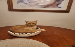 Domestic Shorthair cats for sale: Stunning litter of seven ginger kittens  - Image 5