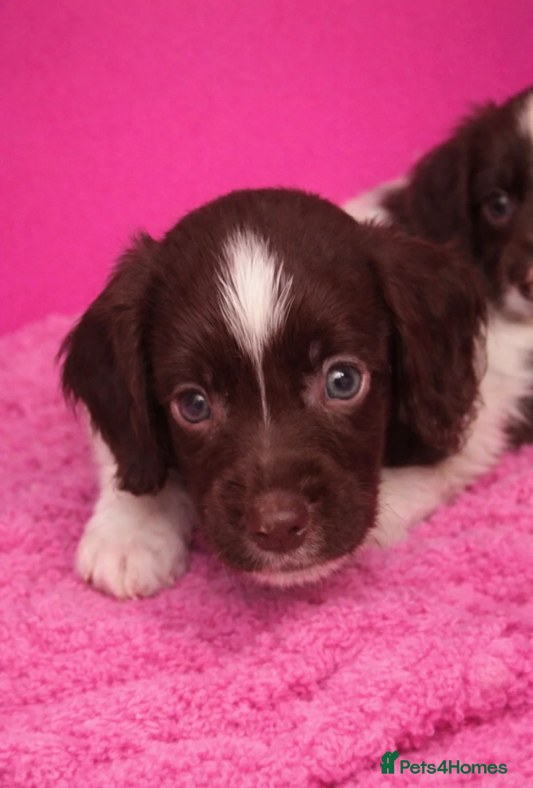 Cocker Spaniel dogs for sale: Cocker spaniel puppies for sale - Advert 1