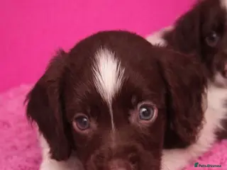 Cocker Spaniel dogs Cocker spaniel puppies for sale - Advert 1