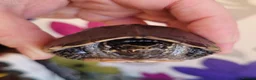 Turtle reptiles for sale: Black musk turtle and tank in Walsall - Advert 7