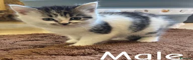 Mixed Breed 1