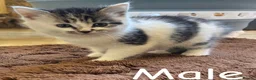 Mixed Breed cats for sale: Kittens  - Advert 6