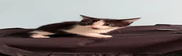 Mixed Breed cats for sale: Beautiful kittens  - Advert 11