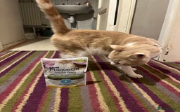 Domestic Shorthair cats for sale: 1 year old ginger kitty  - Image 2