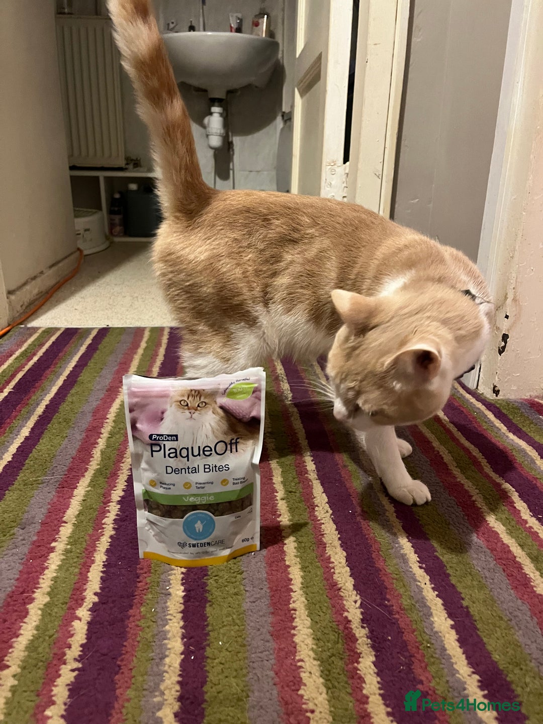 Domestic Shorthair cats for sale: 1 year old ginger kitty  - Image 2