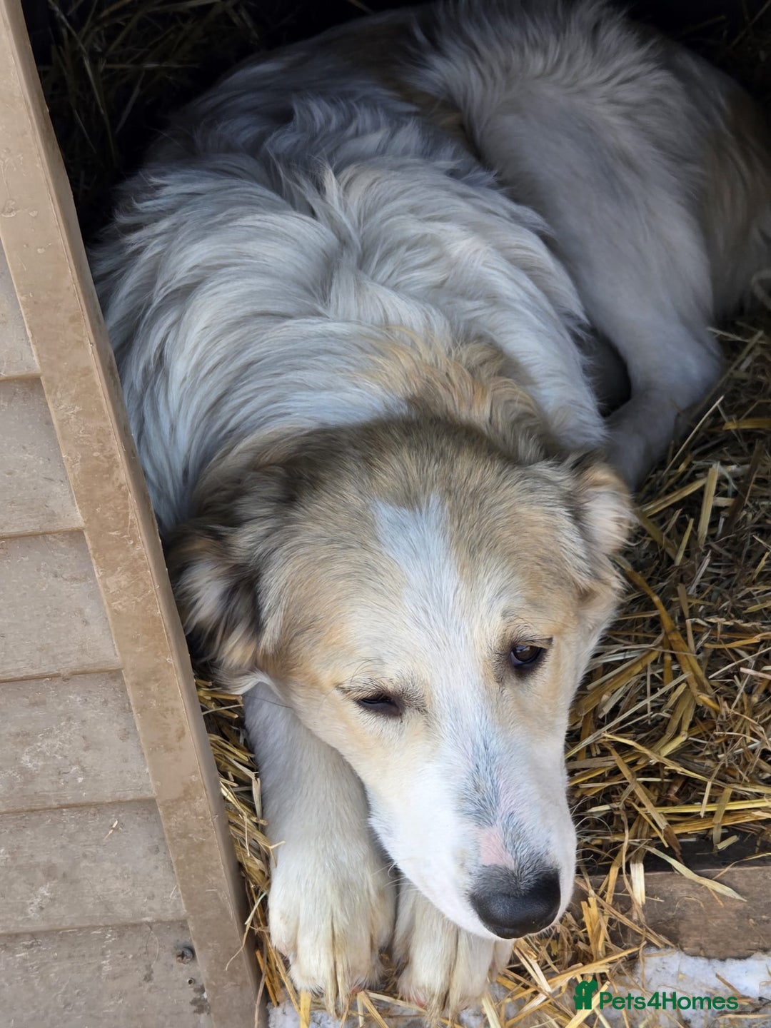 Mixed Breed dogs for adoption: 🐾 KIRA -  Gentle, Observant & Full of Heart 💛🐶 - Advert 6