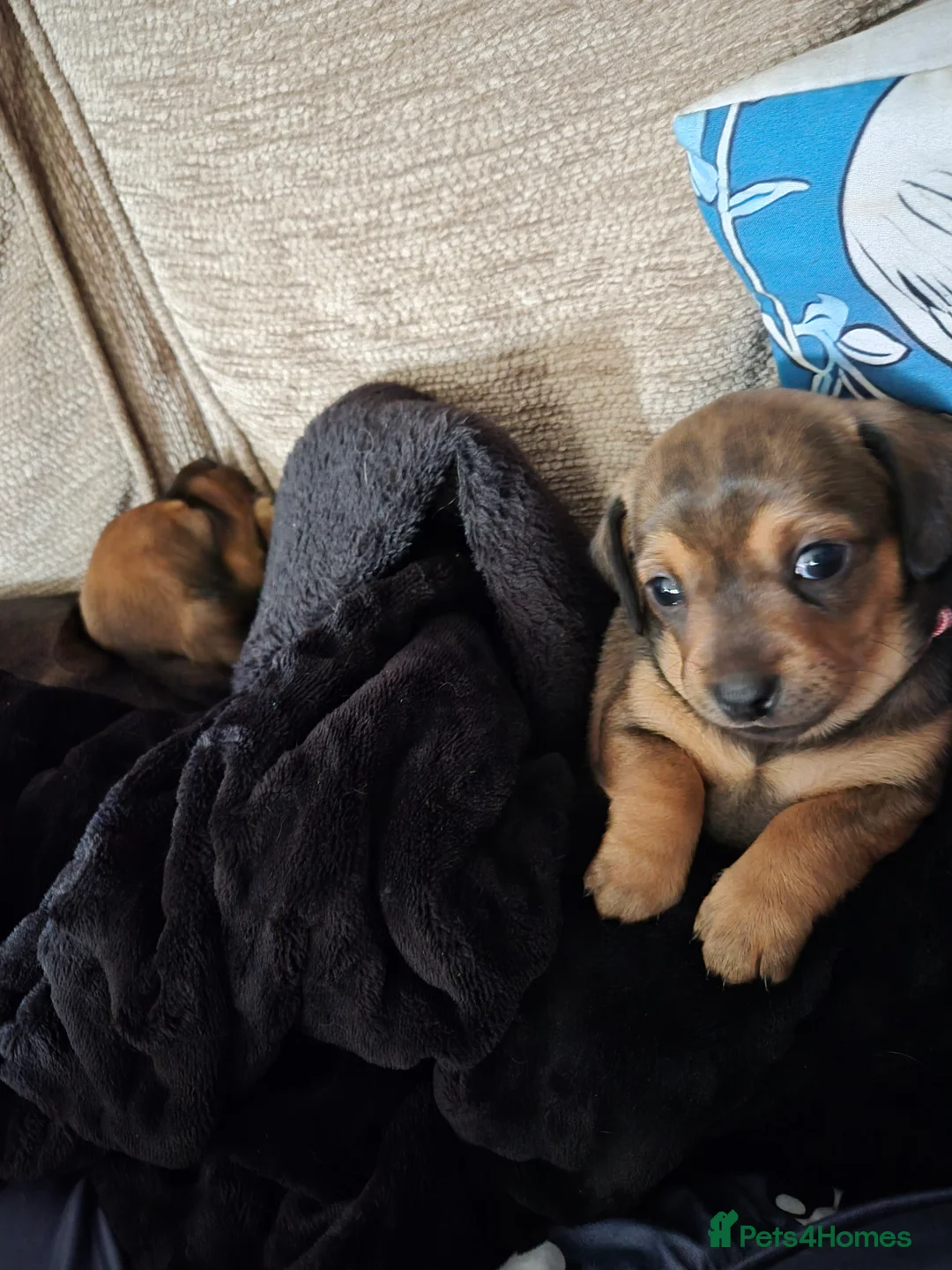 Mixed Breed dogs for sale: Beautiful chiweenies  - Advert 8