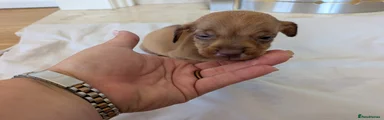 Mixed Breed 6