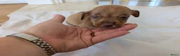 Mixed Breed dogs for sale: 3/4 dachshund 1/4 jack Russell - Advert 8