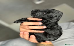 Cockapoo dogs for sale: OUTSTANDING FB1 COCKAPOOS - Image 17