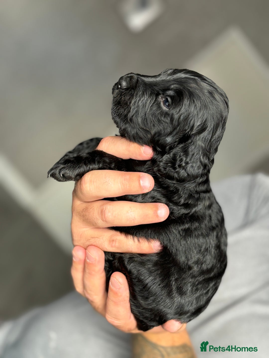 Cockapoo dogs for sale: OUTSTANDING FB1 COCKAPOOS - Image 17
