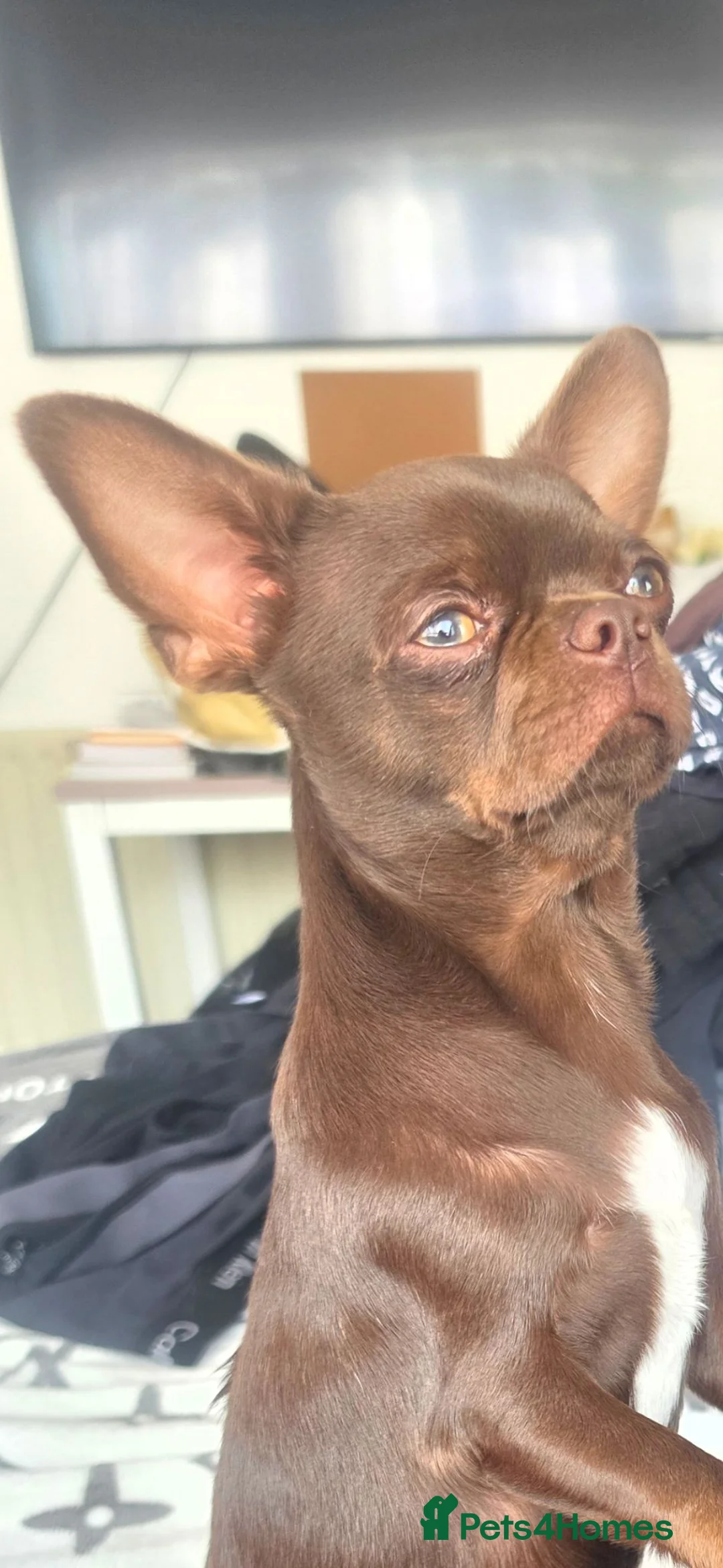 Chihuahua dogs for stud: Stunning Chocolate Chihuahua stud available  - Advert 4
