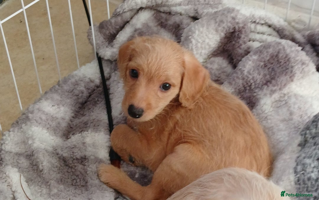 Mixed Breed dogs for sale: 2 Boy Jackapoo,s  - Advert 5