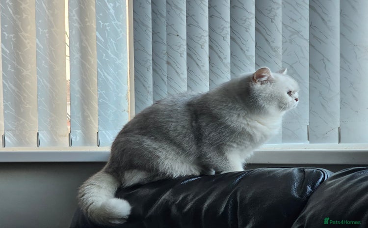 Scottish Fold cats - Advert 1